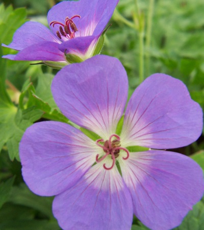 Cranesbill Rozanne
